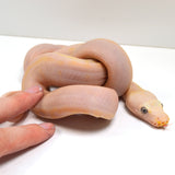 Load image into Gallery viewer, &quot;Holstein&quot; 2024 CBB Male Motley Cow Possible Marble Het Purple Albino Reticulated Python