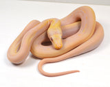 Load image into Gallery viewer, &quot;Bessie&quot; 2024 CBB Female Purple Albino Cow Poss Marble Motley Reticulated Python