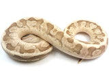 Load image into Gallery viewer, 2018 Male Hidden Gene Woma Enchi Fire Yellowbelly + Ball Python