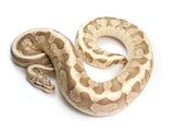 Load image into Gallery viewer, 2018 Male Hidden Gene Woma Enchi Fire Yellowbelly + Ball Python