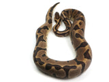 Load image into Gallery viewer, SALE! 2019 Female Hidden Gene Woma Granite Enchi Leopard Yellowbelly Ball Python.