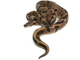 Load image into Gallery viewer, SALE! 2019 Female Hidden Gene Woma Granite Enchi Leopard Yellowbelly Ball Python.
