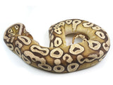 Load image into Gallery viewer, 2019 Female Pastel Mojave Micro Scale Ball Python