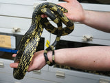 Load image into Gallery viewer, 2020 Female High Yellow Tiger Rat Snake (Spilotes Pullatus Mexicanus)