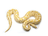 Load image into Gallery viewer, 2020 Female Pastel Coral Glow Het Genetic Stripe Ball Python 