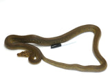 Load image into Gallery viewer, 2020 Male Golden Child Het Orange Ghost Stripe From Calico Reticulated Python.