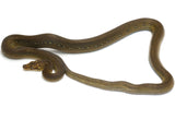 Load image into Gallery viewer, 2020 Male Golden Child Het Orange Ghost Stripe From Calico Reticulated Python.