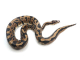 Load image into Gallery viewer, 2020 Male Leopard Microscale Possible Het. Piebald Ball Python