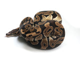 Load image into Gallery viewer, SALE! 2020 Male Microscale Ball Python