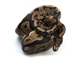 Load image into Gallery viewer, SALE! 2020 Male Microscale Ball Python