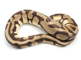 Load image into Gallery viewer, SALE! 2020 Male Pastel Enchi Leopard EMG Ball Python