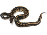 Load image into Gallery viewer, 2021 Female Black Pastel Confusion Ball Python.