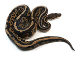 Load image into Gallery viewer, 2021 Female Black Pastel Confusion Ball Python.