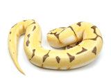 Load image into Gallery viewer, 2021 Female Bumble Bee Bald Lucifer Ball Python - A+ 