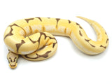 Load image into Gallery viewer, 2021 Female Bumble Bee Bald Lucifer Ball Python - A+ 