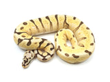 Load image into Gallery viewer, 2021 Female Bumble Bee Bald Orange Dream Woma Yellowbelly Possible Het Pied Ball Python