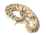 Load image into Gallery viewer, 2021 Female Bumble Bee Woma Enchi EMG Ball Python