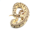 Load image into Gallery viewer, 2021 Female Bumble Bee Woma Enchi EMG Ball Python