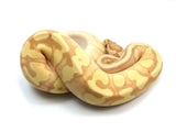 Load image into Gallery viewer, 2021 Female Coral Glow Hidden Gene Woma Odium Fader + Ball Python.