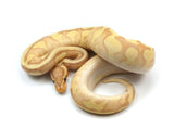 Load image into Gallery viewer, 2021 Female Coral Glow Hidden Gene Woma Odium Fader + Ball Python.