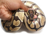 Load image into Gallery viewer, SALE! 2021 Female Enchi EMG Het Ghost Ball Python 
