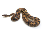 Load image into Gallery viewer, 2021 Female Het Axanthic Het Toffee Ball Python 