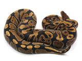 Load image into Gallery viewer, 2021 Female Het Axanthic Het Toffee Ball Python 