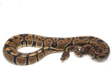 Load image into Gallery viewer, 2021 Female Het Axanthic Het Toffee Ball Python 