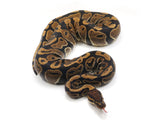 Load image into Gallery viewer, 2021 Female Het Axanthic Het Toffee Ball Python 