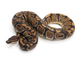 Load image into Gallery viewer, 2021 Female Het Axanthic Het Toffee Ball Python 