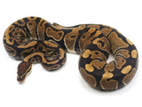 Load image into Gallery viewer, 2021 Female Het Axanthic Het Toffee Ball Python 