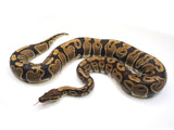 Load image into Gallery viewer, 2021 Female Het Wild Line Axanthic Het Toffee Ball Python 