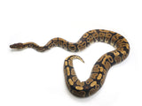 Load image into Gallery viewer, 2021 Female Het Wild Line Axanthic Het Toffee Ball Python 