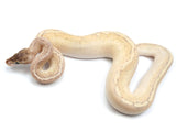 Load image into Gallery viewer, 2021 Female Hidden Gene Woma Granite Highway Ball python