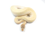 Load image into Gallery viewer, 2021 Female Hidden Gene Woma Granite Lucifer Odium Enchi Yellowbelly Fader Pastel Ball Python.