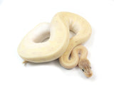 Load image into Gallery viewer, 2021 Female Hidden Gene Woma Granite Lucifer Odium Enchi Yellowbelly Fader Pastel Ball Python.