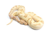 Load image into Gallery viewer, 2021 Female Microscale Coral Glow Enchi EMG  From Leopard X Yellowbelly Ball Python.