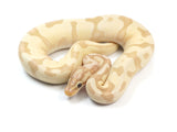 Load image into Gallery viewer, 2021 Female Microscale Coral Glow Enchi EMG  From Leopard X Yellowbelly Ball Python.