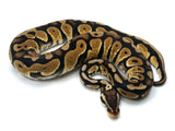 Load image into Gallery viewer, 2021 Female Microscale Pastel Het Desert Ghost Possible Het Clown Ball Python