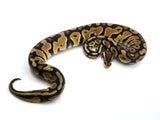 Load image into Gallery viewer, 2021 Female Microscale Pastel Het Desert Ghost Possible Het Clown Ball Python