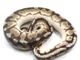 Load image into Gallery viewer, 2021 Female Mojave Phantom Yellowbelly Fader Microscale Possible Het Pied Ball Python.