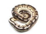 Load image into Gallery viewer, 2021 Female Mojave Phantom Yellowbelly Fader Microscale Possible Het Pied Ball Python.