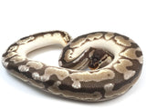 Load image into Gallery viewer, 2021 Female Mojave Phantom Yellowbelly Fader Microscale Possible Het Pied Ball Python.