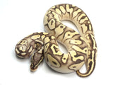 Load image into Gallery viewer, 2021 Female Pastel Bald Lucifer Fader Yellowbelly Ball Python.