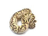 Load image into Gallery viewer, 2021 Female Pastel Bald Lucifer Fader Yellowbelly Ball Python.