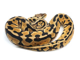 Load image into Gallery viewer, 2021 Female Pastel Enchi Fader EMG Het Clown Ball Python.