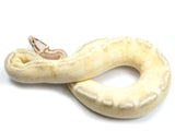 Load image into Gallery viewer, 2021 Female Pastel Highway Ball Python. 