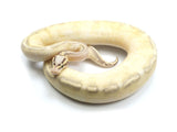 Load image into Gallery viewer, 2021 Female Pastel Highway Ball Python. 