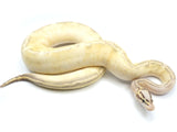 Load image into Gallery viewer, 2021 Female Pastel Highway Ball Python. 