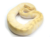 Load image into Gallery viewer, 2021 Female Pastel Lesser Super Enchi Yellowbelly Malum ++ Ball Python